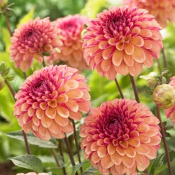 Dahlia Palmares