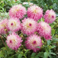 Dahlia Pinelands Princess 6 Dahlia Pinelands Princess -Plant Flower Store Dahlia Pinelands Princess 0011474 2 48411.1625662099