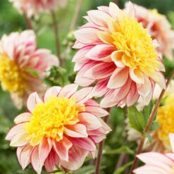Dahlia Polka -Plant Flower Store Dahlia Polka 0015044 2 35297.1697121827