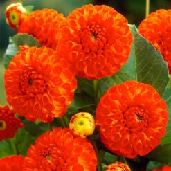 Dahlia Pompom Collection A -Plant Flower Store Dahlia Pompom Collection A 1010705 5 90326.1698064153
