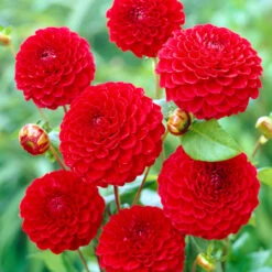 Dahlia Pompom Collection A -Plant Flower Store Dahlia Pompom Collection A 1010705 6 72125.1698064154