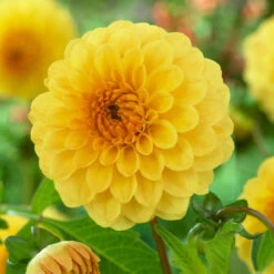 Dahlia Pompom Collection A -Plant Flower Store Dahlia Pompom Collection A 1010705 7 94872.1698064153