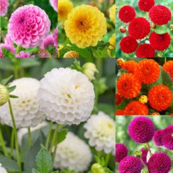Dahlia Pompom Collection A