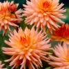 Dahlia Preference -Plant Flower Store Dahlia Preference 0002220 64718.1641562202