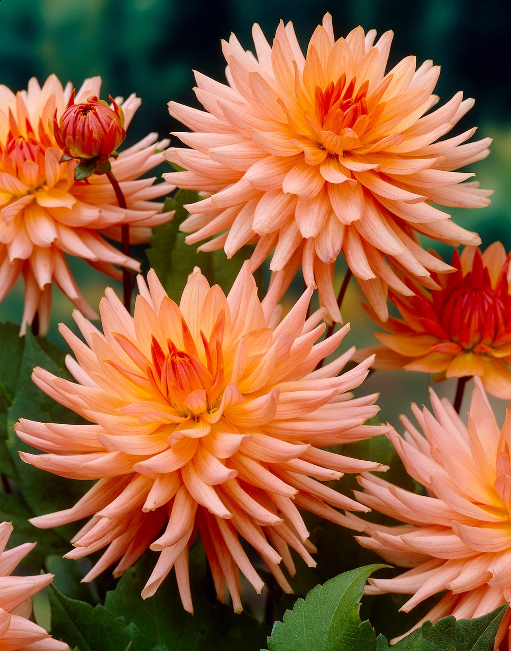 Dahlia Preference 3 Dahlia Preference