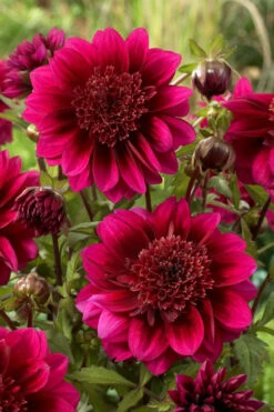 Dahlia Purple Puff 6 Dahlia Purple Puff -Plant Flower Store Dahlia Purple Puff 0005305 03178.1638290033