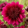 Dahlia Purple Puff -Plant Flower Store Dahlia Purple Puff 0005305 79799.1638290034