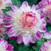 Dahlia Que Sera 2 Dahlia Que Sera -Plant Flower Store Dahlia Que Sera 0005243 38703.1623344402