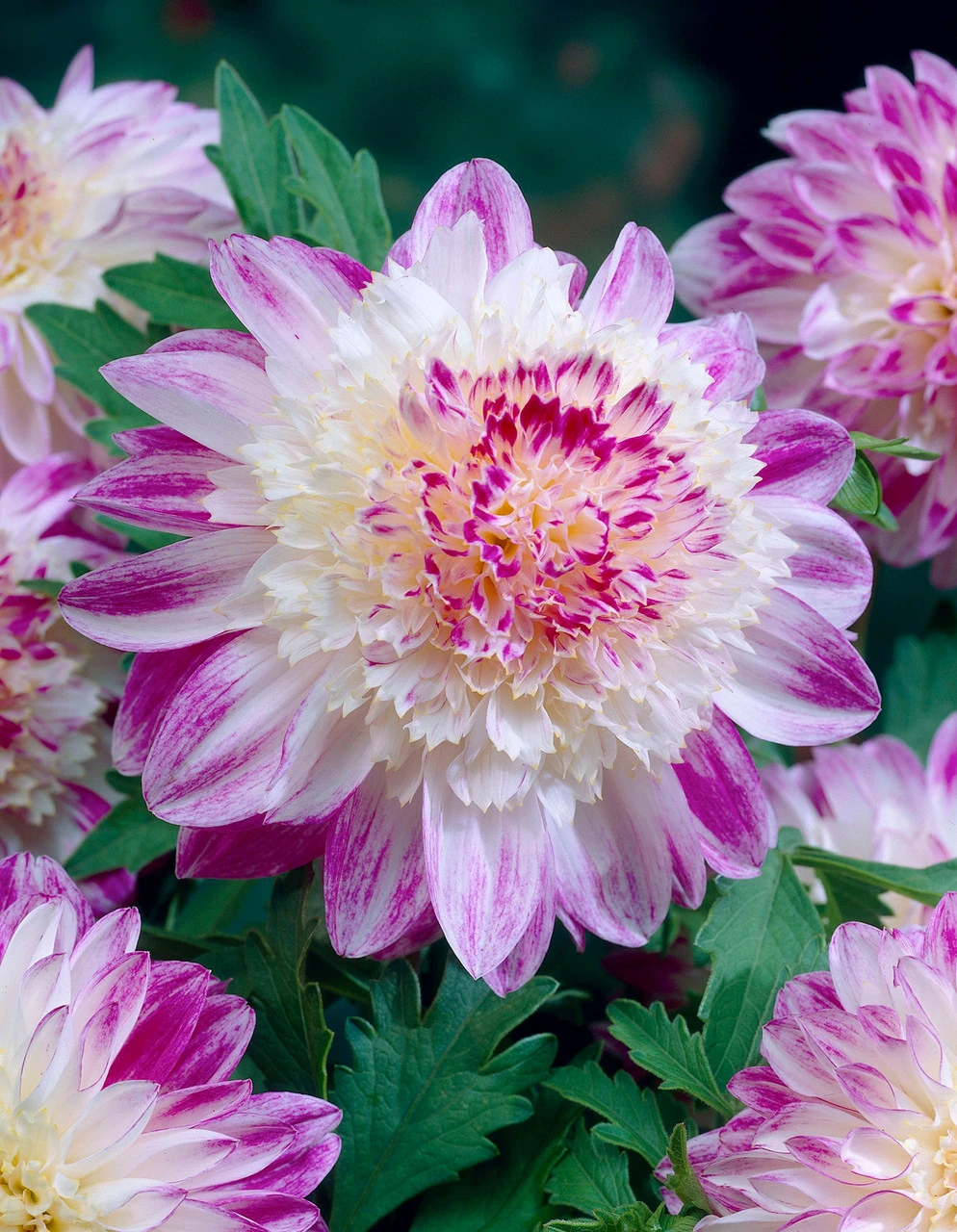 Dahlia Que Sera 3 Dahlia Que Sera