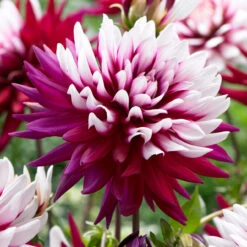 Dahlia Rebecca's World -Plant Flower Store Dahlia Rebeccas World 0005647 3 77744.1623343657