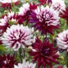 Dahlia Rebecca's World -Plant Flower Store Dahlia Rebeccas World 0005647 43852.1623343656