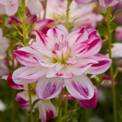 Dahlia Saint Martin -Plant Flower Store Dahlia Saint Martin 0015058 2 69739.1697122159