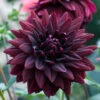 Dahlia Sam Hopkins -Plant Flower Store Dahlia Sam Hopkins 0015059 50154.1697122180
