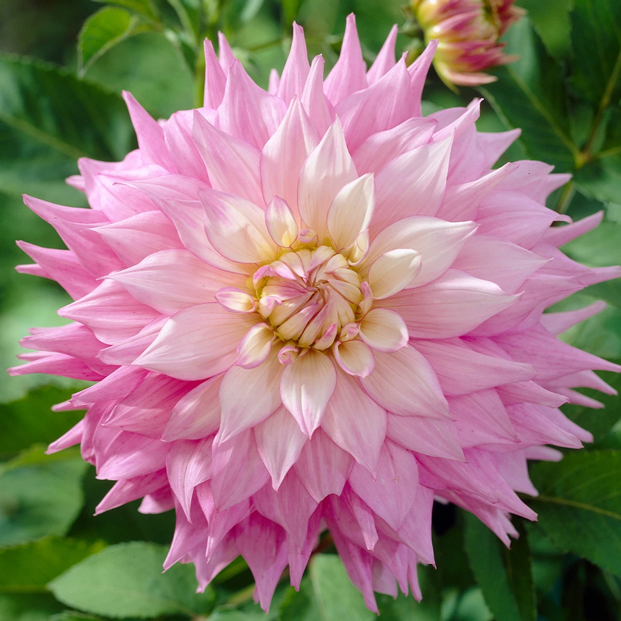 Dahlia Sir Alf Ramsey 3 Dahlia Sir Alf Ramsey