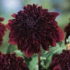 Dahlia Soulman -Plant Flower Store Dahlia Soulman 0005762 21605.1697121389