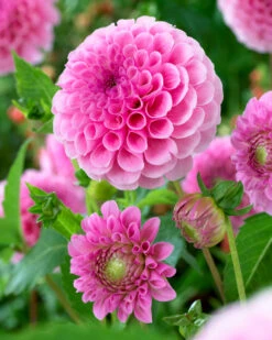 Dahlia Stolze Von Berlin -Plant Flower Store Dahlia Stolze von Berlin 0003584 44170.1671100441