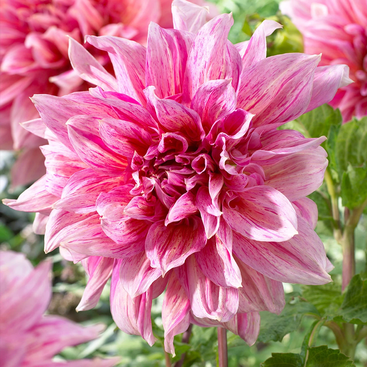 Dahlia Striped Emory Paul 3 Dahlia Striped Emory Paul