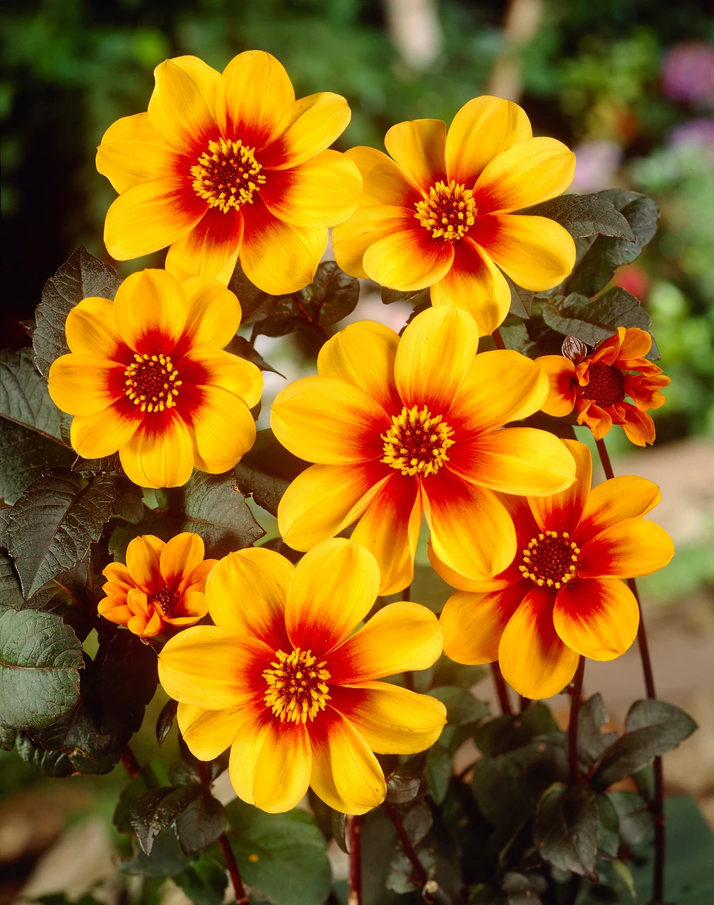 Dahlia Sunshine 4 Dahlia Sunshine - Image 2