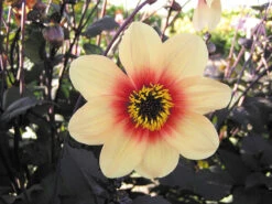 Dahlia Sunshine 8 Dahlia Sunshine -Plant Flower Store Dahlia Sunshine 0002241 3 32207.1623344361