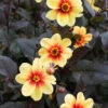Dahlia Sunshine 2 Dahlia Sunshine -Plant Flower Store Dahlia Sunshine 0002241 09677.1623344359