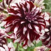 Dahlia Tartan -Plant Flower Store Dahlia Tartan 0006717 61495.1623341759