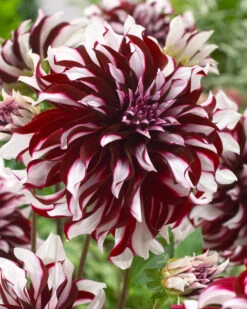 Dahlia Tartan
