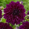 Dahlia Thomas Edison -Plant Flower Store Dahlia Thomas Edison 0002270 88111.1698065934