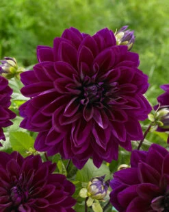 Dahlia Thomas Edison