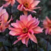 Dahlia Waltzing Mathilda -Plant Flower Store Dahlia Waltzing Matilda 0015068 73512.1697122641