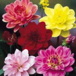 Dahlia Powow Pink -Plant Flower Store Dahlia Water Lily Pink 0003460 2 31272.1623344365