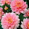 Dahlia Powow Pink -Plant Flower Store Dahlia Water Lily Pink 0003460 82380.1623344365