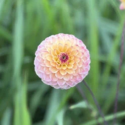 Dahlia Wine Eyed Jill -Plant Flower Store Dahlia Wine Eyed Jill 0007041 4 61236.1698065780