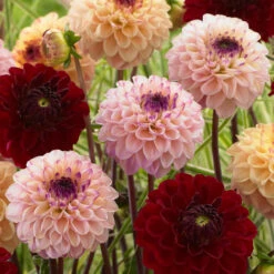 Dahlia Wine Eyed Jill -Plant Flower Store Dahlia Wine Eyed Jill 0007041 33543.1698065779