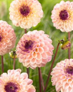 Dahlia Wine Eyed Jill -Plant Flower Store Dahlia Wine Eyed Jill 0007041 68020.1698065779