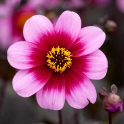 Dahlia Wishes And Dreams