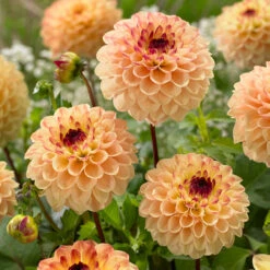 Dahlia Yellow Jill 7 Dahlia Yellow Jill -Plant Flower Store Dahlia Yellow Jill 0009475 2 83996.1625047161