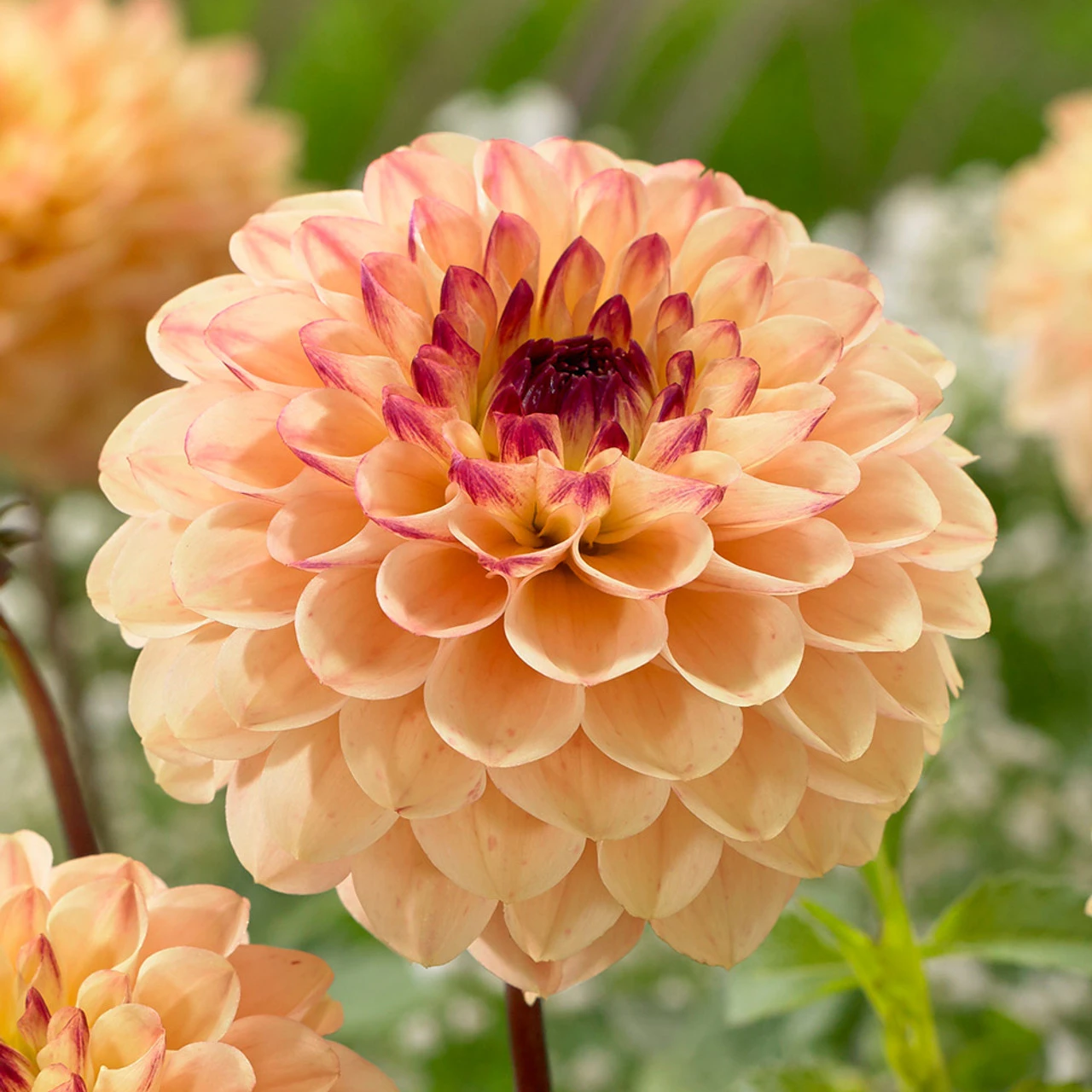 Dahlia Yellow Jill 3 Dahlia Yellow Jill