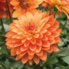 Dahlia Maxi Emilio -Plant Flower Store Dahlia emilio 0013346 87094.1623342996