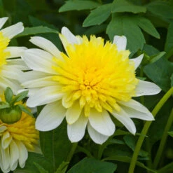 Dahlia Freya's Paso Doble -Plant Flower Store Dahlia paso doble 0013301 2 60550.1671099316