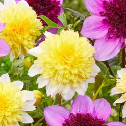 Dahlia Anemone (Powder Puff) Collection 13 Dahlia Anemone (Powder Puff) Collection -Plant Flower Store Dahlia paso doble 0013301 3 70984.1671099580