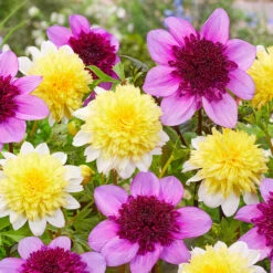 Dahlia Freya's Paso Doble -Plant Flower Store Dahlia paso doble 0013301 4 11630.1671099317