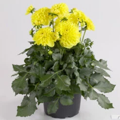 Dahlia Maxi Sonora -Plant Flower Store Dahlia sonora 0013349 2 72933.1639746607