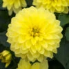 Dahlia Maxi Sonora -Plant Flower Store Dahlia sonora 0013349 53034.1639746607