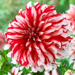 8 Dinner Plate Dahlia Collection 8 Dinner Plate Dahlia Collection 14 8 Dinner Plate Dahlia Collection 8 Dinner Plate Dahlia Collection -Plant Flower Store Dinner Plate Dahlia Collection 1022183 2 06572.1643988173