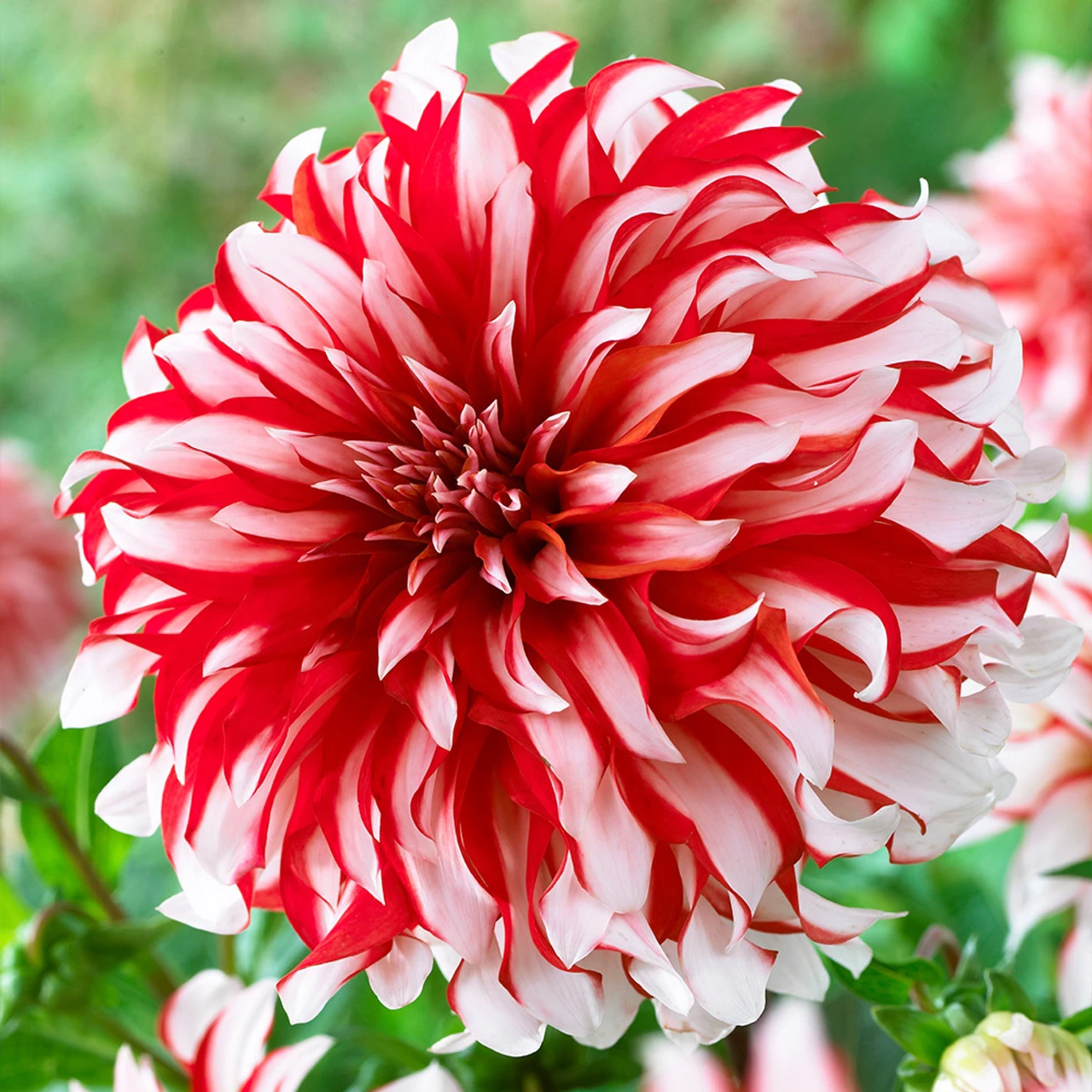 8 Dinner Plate Dahlia Collection 8 Dinner Plate Dahlia Collection 6 8 Dinner Plate Dahlia Collection 8 Dinner Plate Dahlia Collection - Image 4