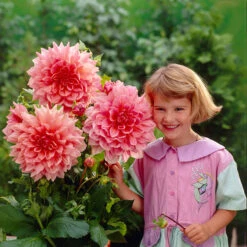 8 Dinner Plate Dahlia Collection 8 Dinner Plate Dahlia Collection 16 8 Dinner Plate Dahlia Collection 8 Dinner Plate Dahlia Collection -Plant Flower Store Dinner Plate Dahlia Collection 1022183 5 84630.1643988173