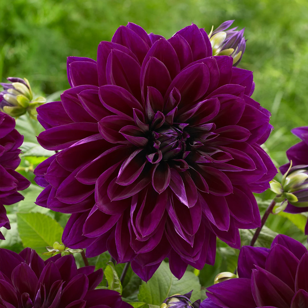 8 Dinner Plate Dahlia Collection 8 Dinner Plate Dahlia Collection 4 8 Dinner Plate Dahlia Collection 8 Dinner Plate Dahlia Collection - Image 2