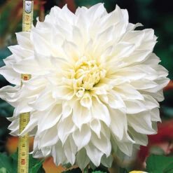 8 Dinner Plate Dahlia Collection 8 Dinner Plate Dahlia Collection 18 8 Dinner Plate Dahlia Collection 8 Dinner Plate Dahlia Collection -Plant Flower Store Dinner Plate Dahlia Collection 1022183 8 04992.1643988173