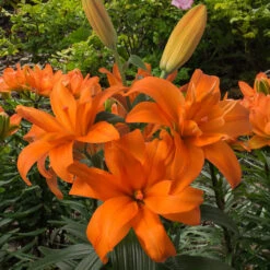 Double Asiatic Lily Collection (5) Tiger Lily -Plant Flower Store Double Asiatic Lily Collection 1022200 2 02753.1643108000