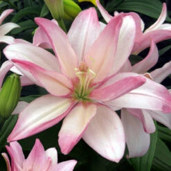 Double Asiatic Lily Collection (5) Tiger Lily -Plant Flower Store Double Asiatic Lily Collection 1022200 3 49288.1643108000